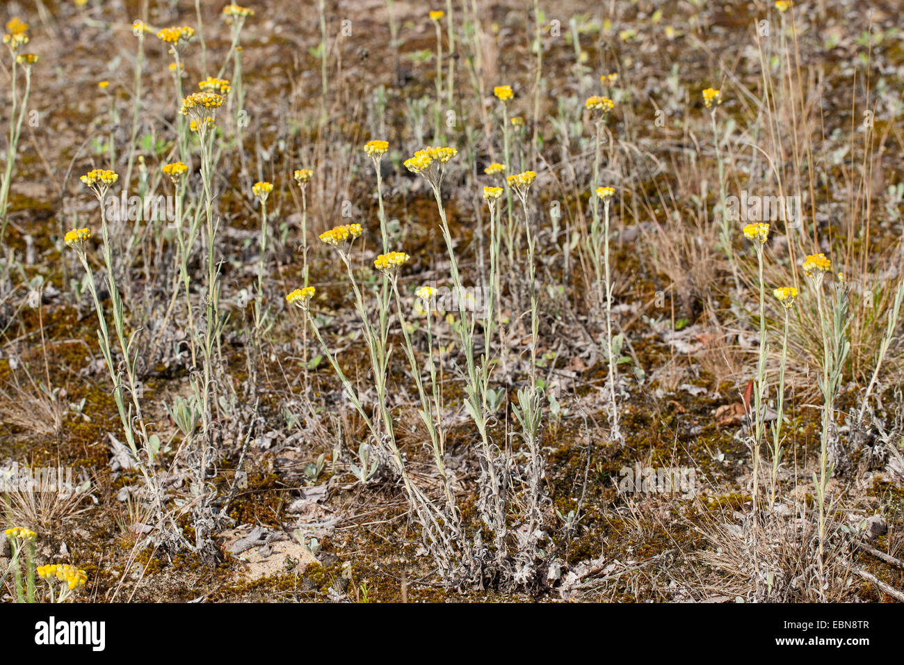 Yellow Everlasting Daisy, Everlasting Flower, Dwarf Everlasting