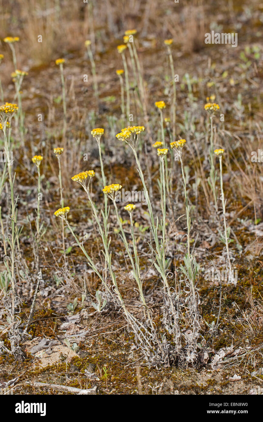 Yellow Everlasting Daisy, Everlasting Flower, Dwarf Everlasting