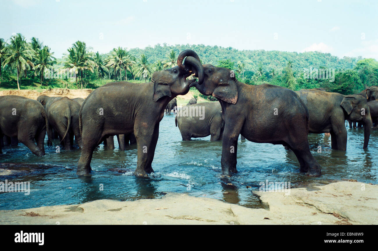 Sri Lanka Elephant, Asiatic elephant, Asian elephant (Elephas maximus, Elephas maximus maximus), orphanage for elephants in Pinnawela, Sri Lanka, Zentralprovinz Stock Photo