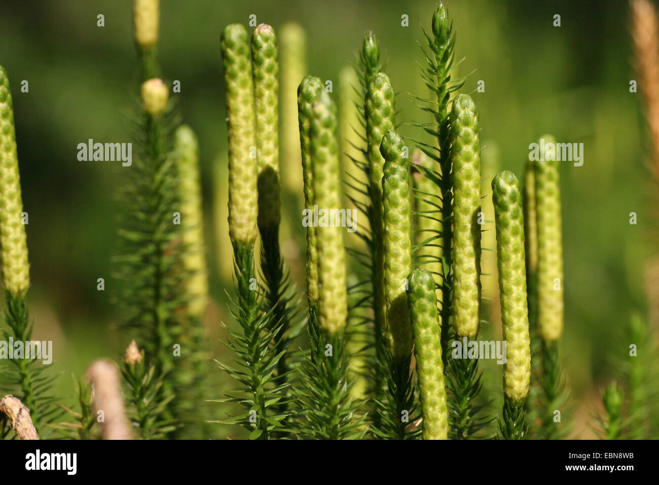Stiff clubmoss, Stiff ground-pine (Lycopodium annotinum), with cones, Germany, North Rhine-Westphalia Stock Photo