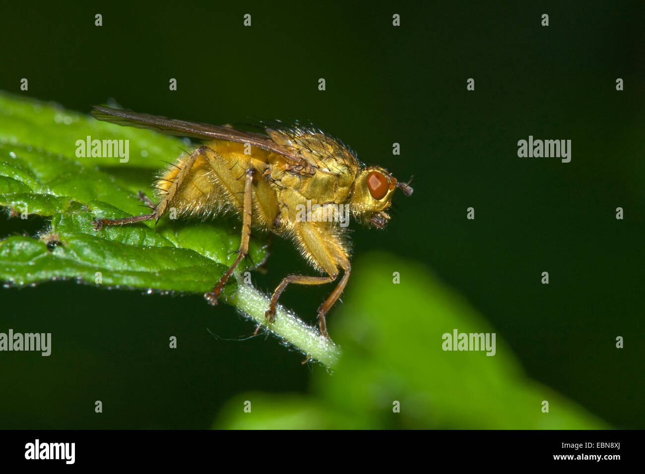 Yellow dung fly (Scathophaga stercoraria), sitting on a leaf, Germany ...