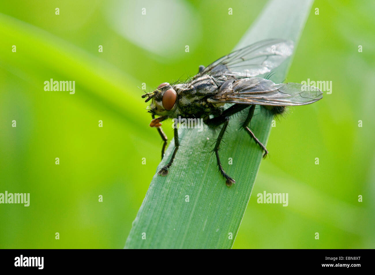 Flesh Fly (Sarcophaga spec.), sitting on a blade of grass Stock Photo