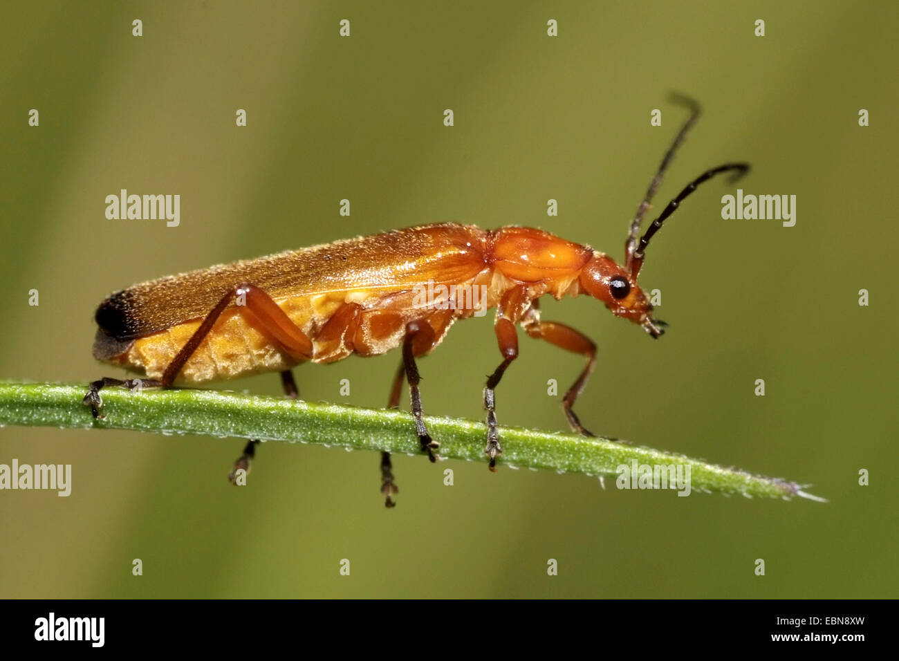 common red soldier beetle bloodsucker beetle hogweed bonking beetle (Rhagonycha fulva), side view, Germany Stock Photo