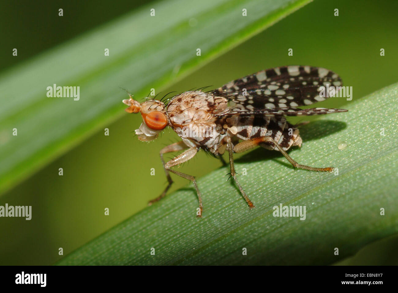 Horn Fly (Trypetoptera punctulata ), sitting on a leaf, Germany Stock