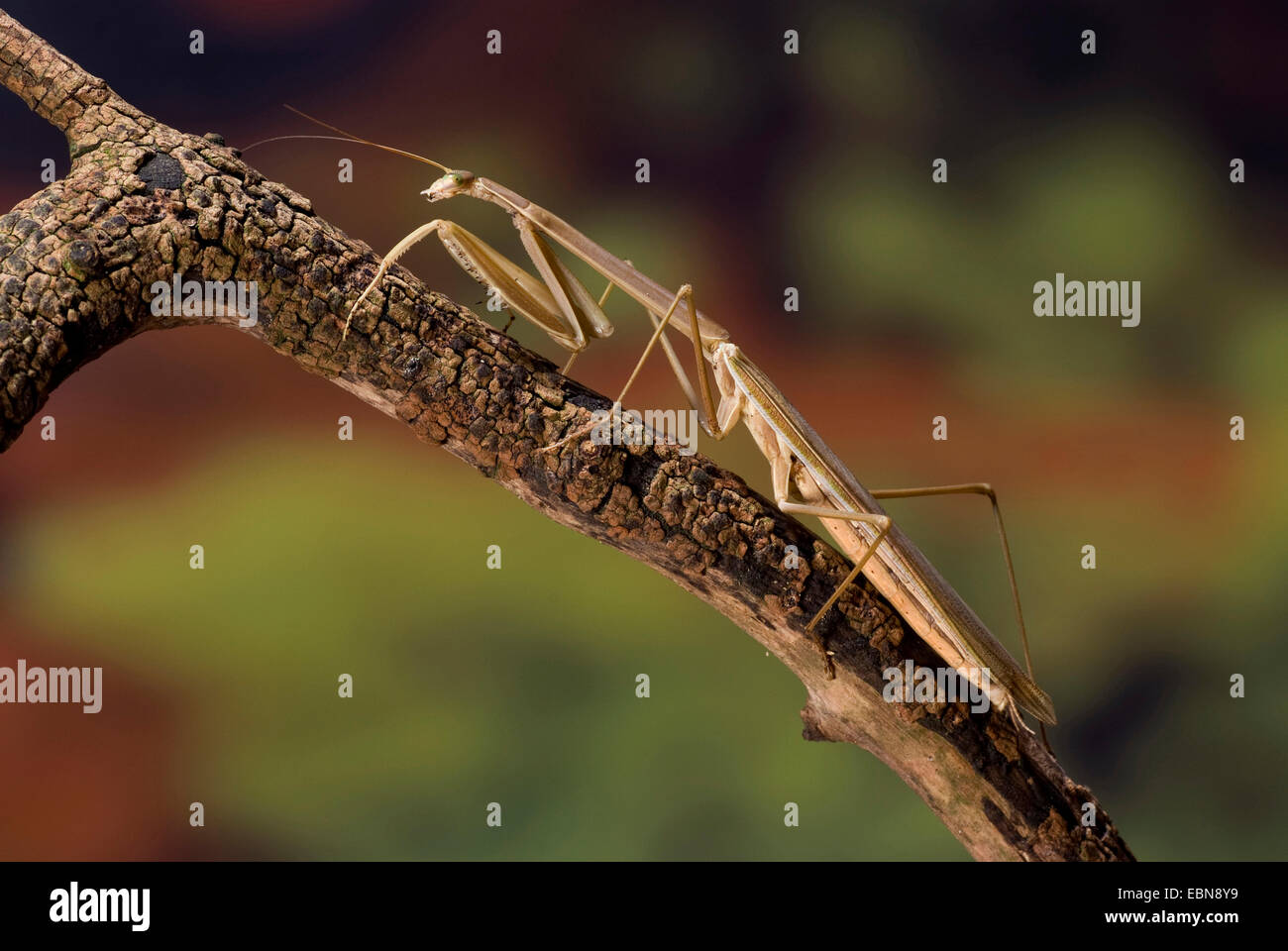 praying mantid (Tenodera superstitiosa), on a branch Stock Photo