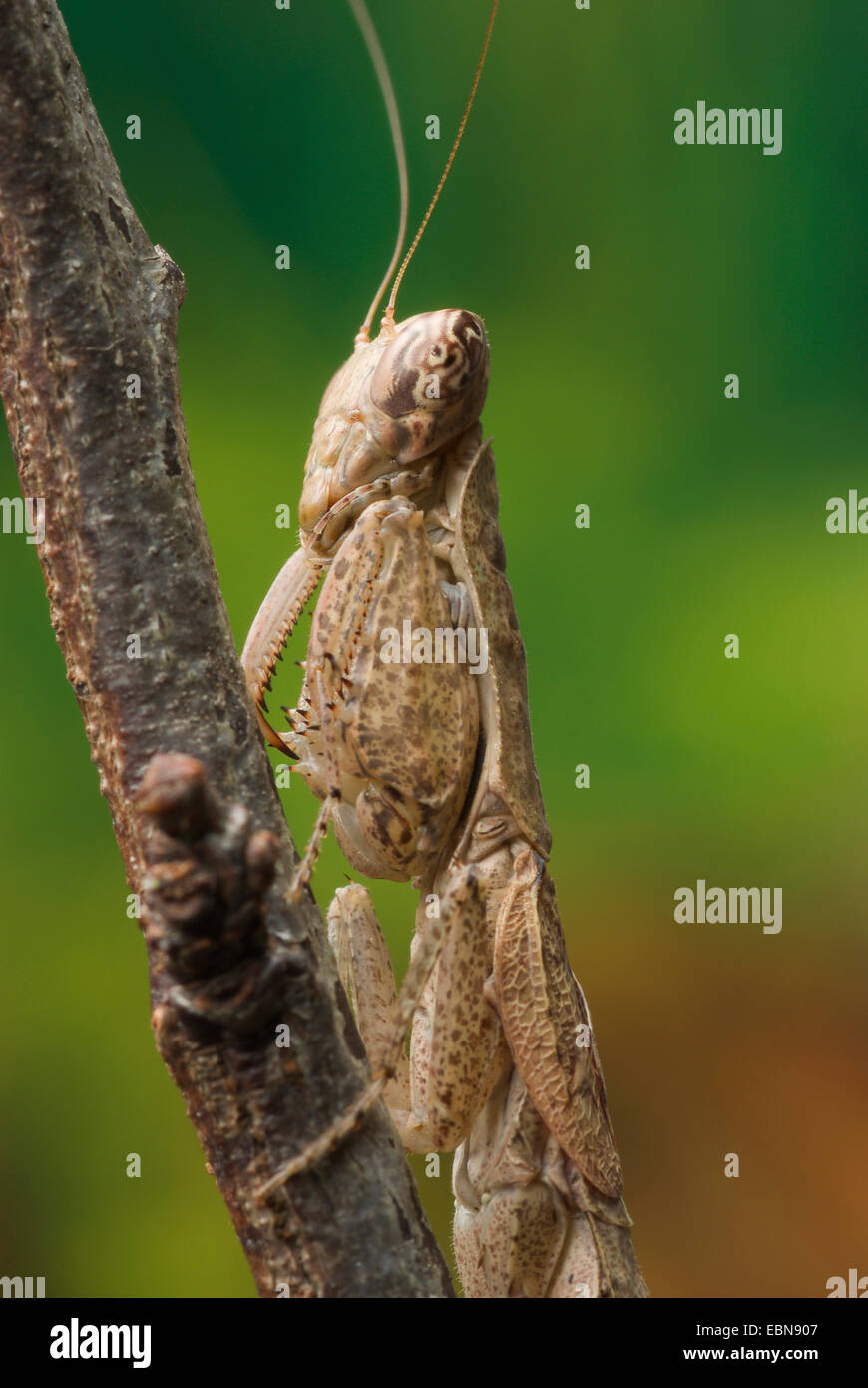 praying mantid (Tarachomantis spec.,), portrait Stock Photo
