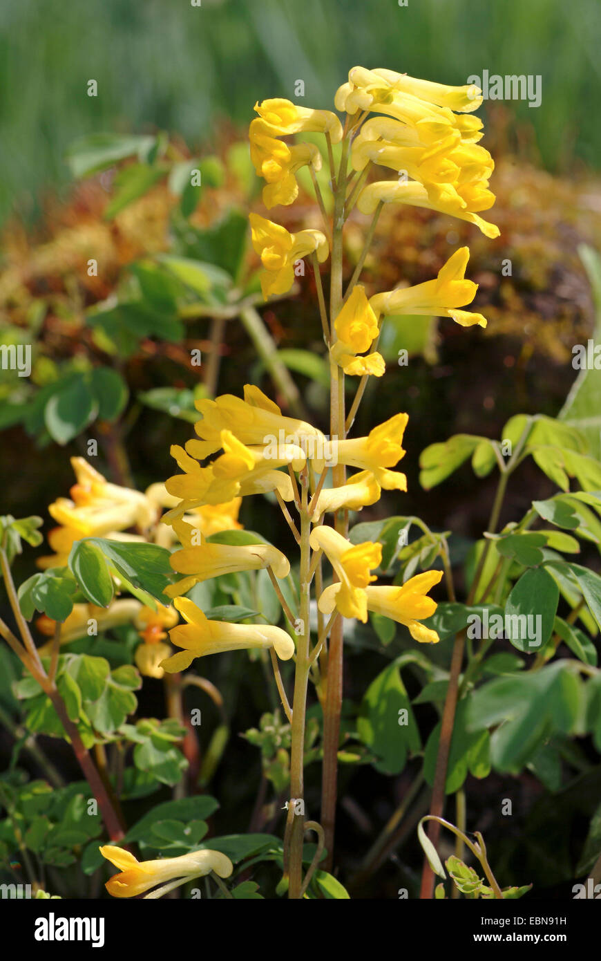 yellow corydalis (Pseudofumaria lutea, Corydalis lutea), blooming, Germany Stock Photo