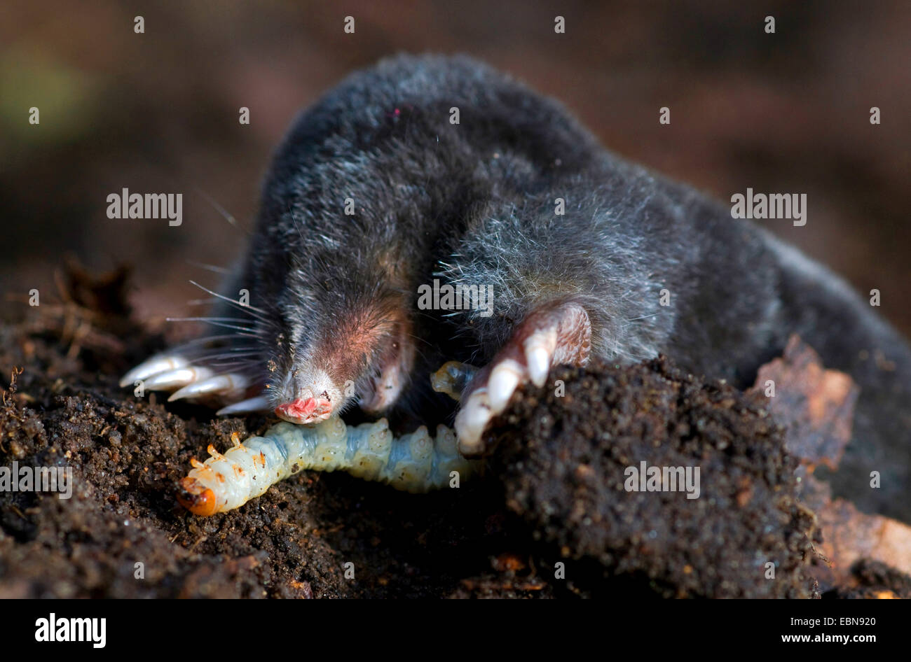 European mole (Talpa europaea), with a caught caterpillar , United Kingdom, Scotland, Cairngorms National Park Stock Photo