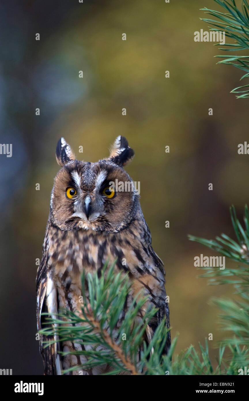 Pine trees birds eye view hi-res stock photography and images - Alamy
