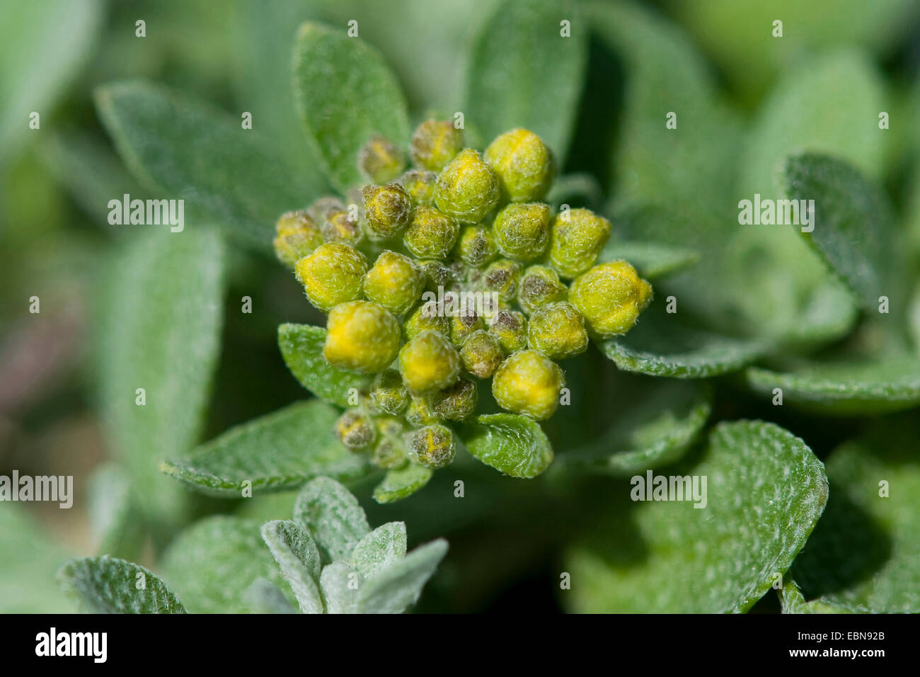 Alpine alison, Alpine alyssum (Alyssum alpestre), in bud, Switzerland, Schynige Platte Stock Photo