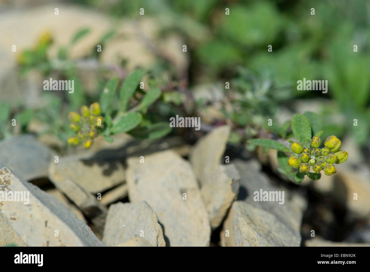 Alpine alison, Alpine alyssum (Alyssum alpestre), in bud, Switzerland, Schynige Platte Stock Photo