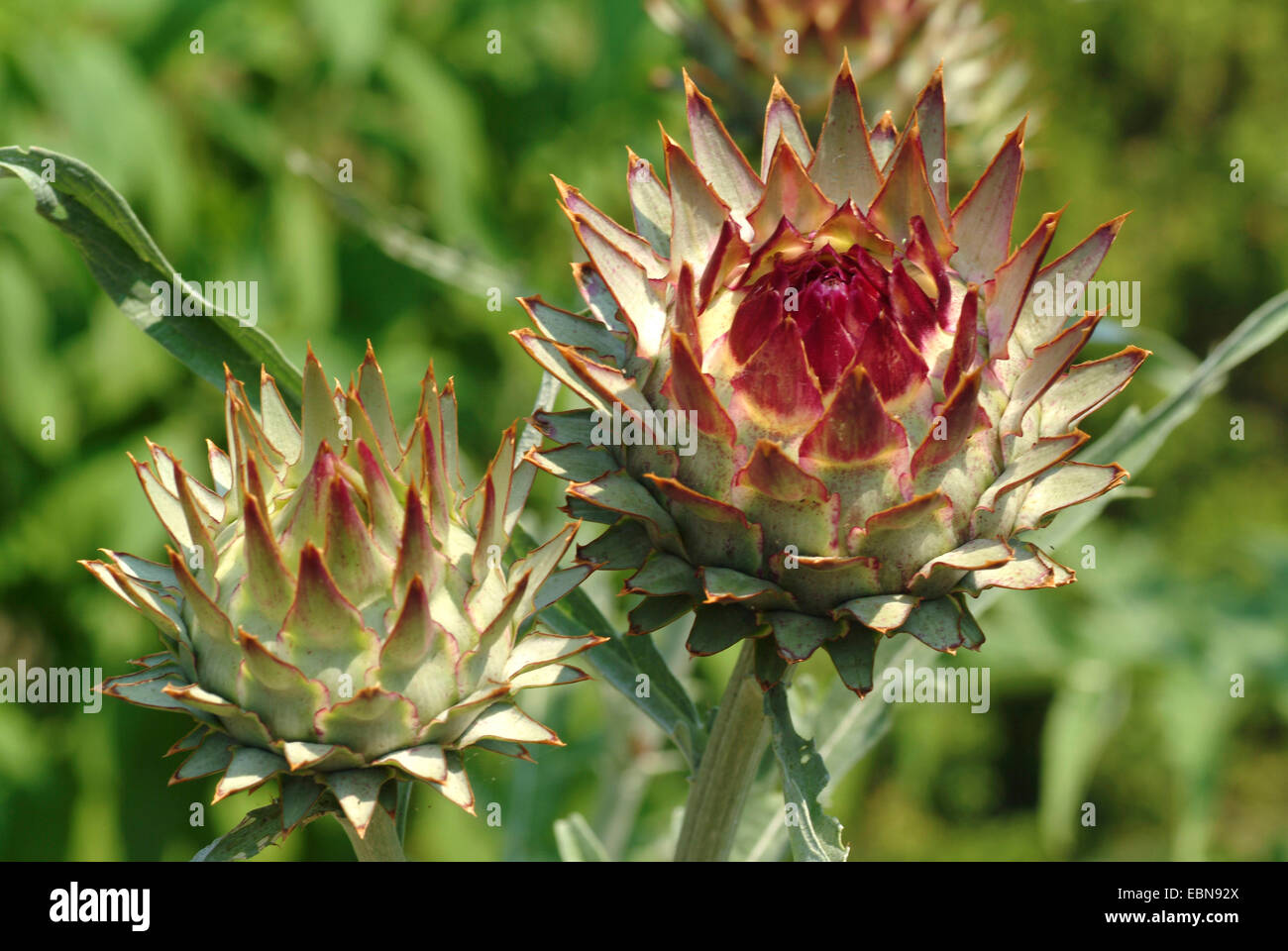 globe artichoke (Cynara scolymus), indumentum Stock Photo
