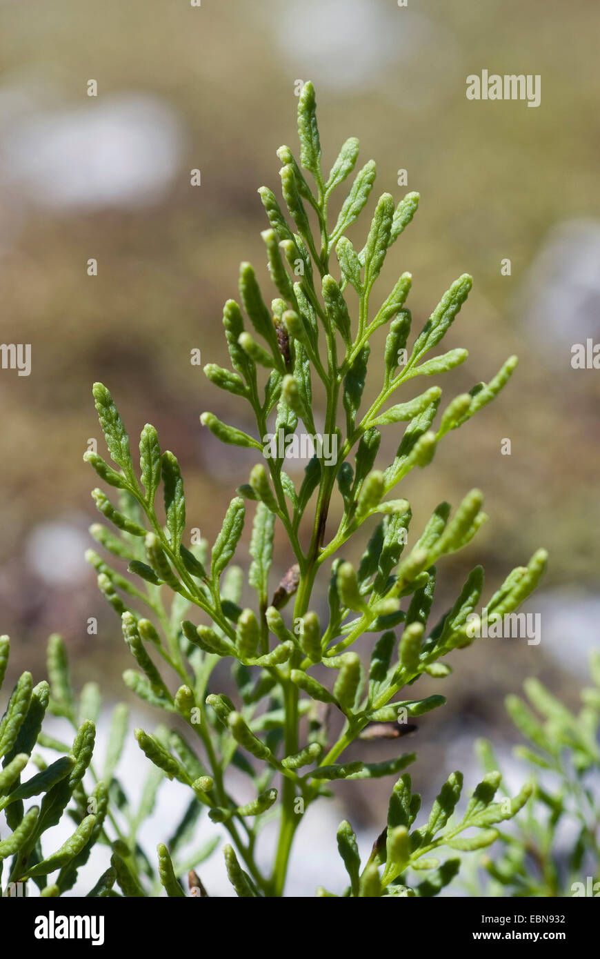 Parsley fern (Cryptogramma crispa), frond, Switzerland Stock Photo