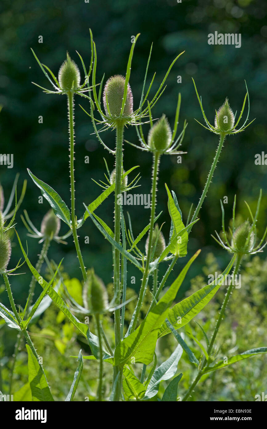 Wild teasel, Fuller's teasel, Common teasel, Common teazle (Dipsacus fullonum, Dipsacus sylvestris), inflorescences in backlight, Germany Stock Photo