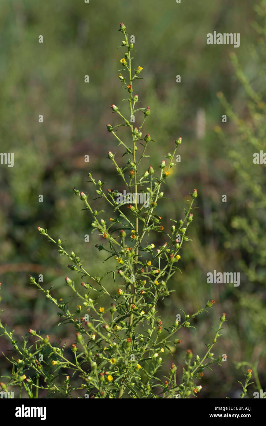 Camphor Inula, Cape Khakiweed, Stinkweed, Stinkwort (Inula graveolens, Dittrichia graveolens), blooming, Germany, BGFfm Stock Photo