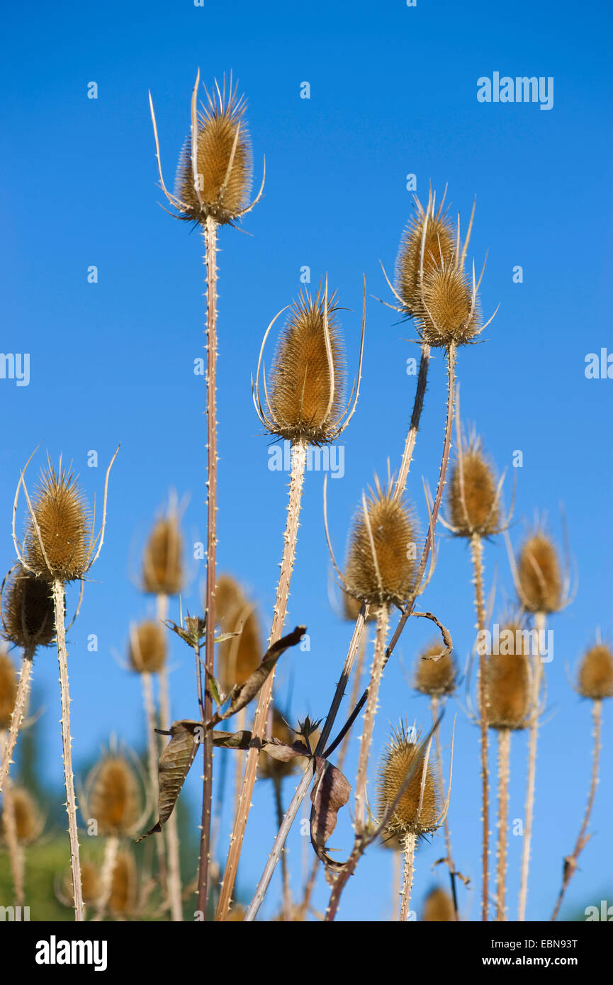 Wild teasel, Fuller's teasel, Common teasel, Common teazle (Dipsacus fullonum, Dipsacus sylvestris), infructescences against blue sky, Germany Stock Photo