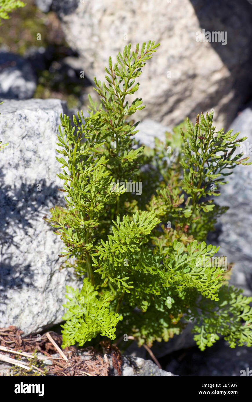 Parsley fern (Cryptogramma crispa), Switzerland, Grimseltal Stock Photo