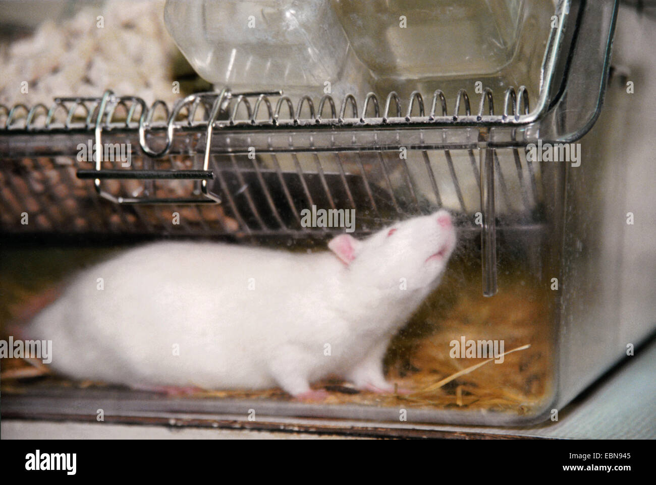 Brown rat, Common brown rat, Norway rat, Common rat (Rattus norvegicus), in a cage of an animal experimentation laboratory, Germany, Stock Photo