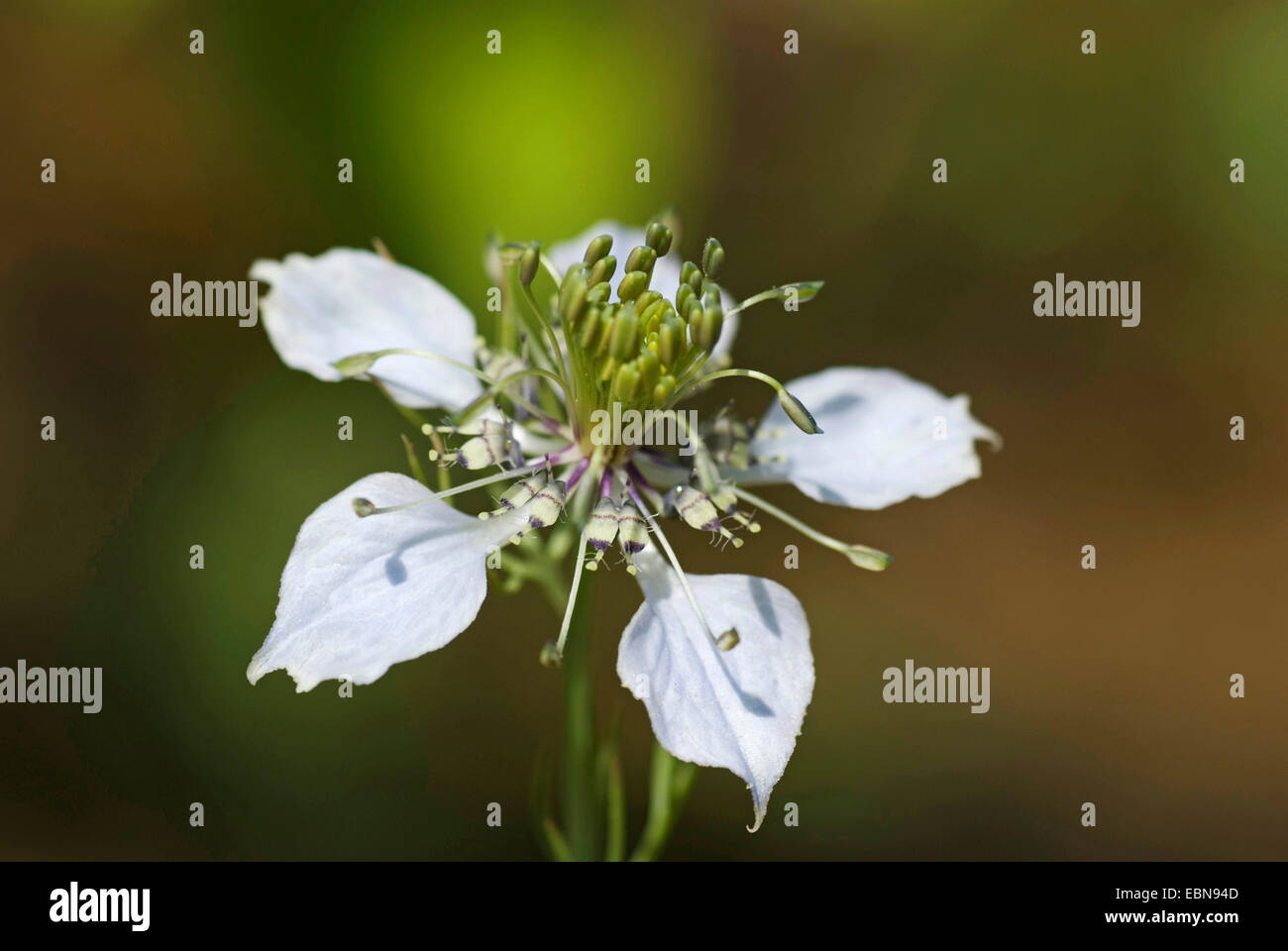Black cardamom, Love-in-a-mist (Nigella arvensis), flower Stock Photo