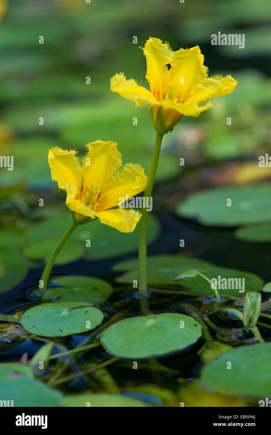 Yellow floating heart, Fringed Water Lily (Nymphoides peltata), flower, Germany Stock Photo