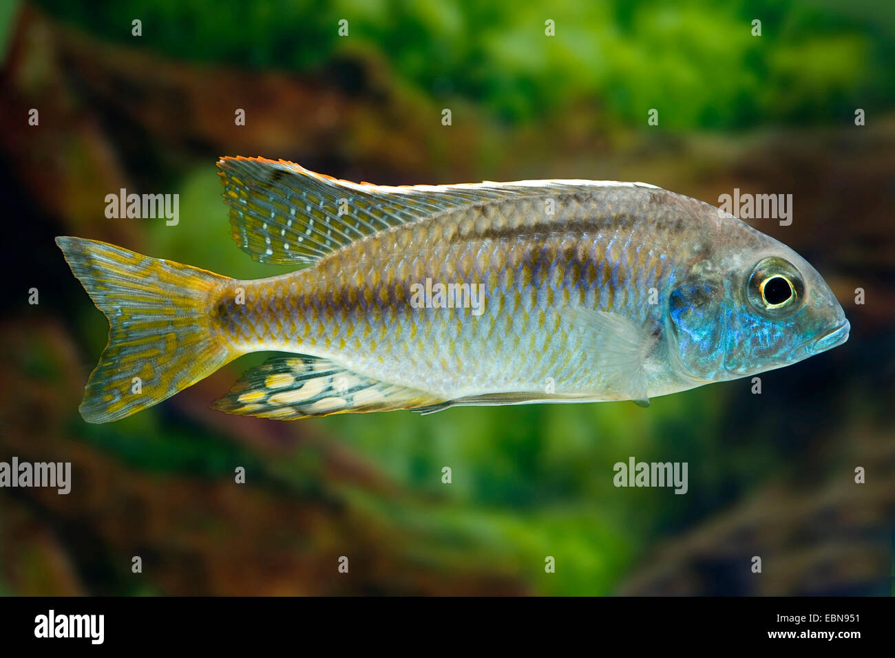 Littletooth Sandeater (Lethrinops microstoma), swimming Stock Photo