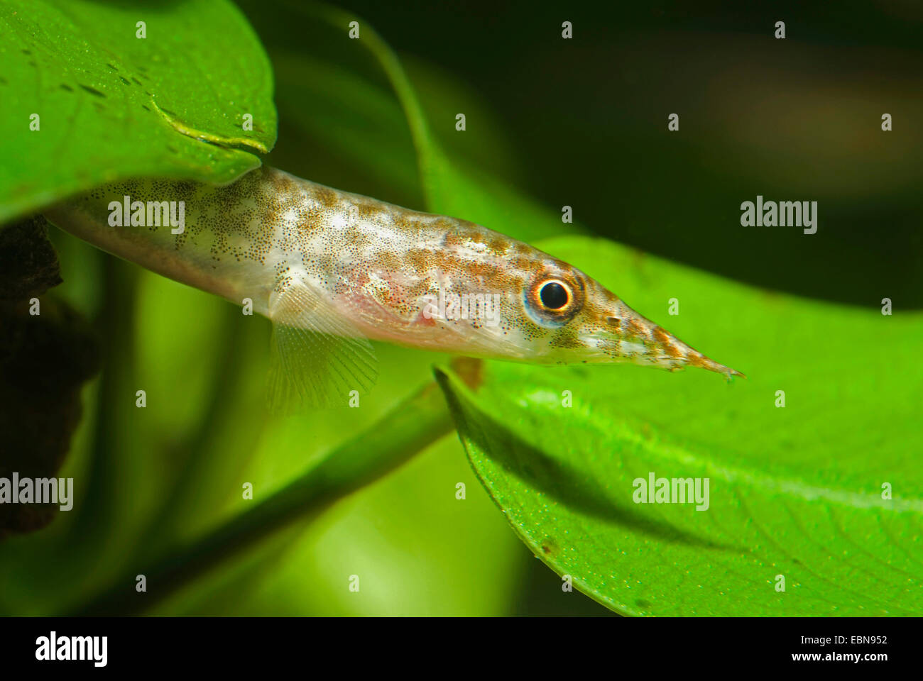 Indian green spiny eel; Spotted spiny eel (Macrognathus pancalus, Mastacembelus pancalus), portrait amongst water plants Stock Photo