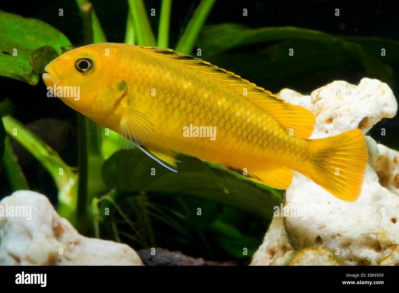 Malawi cichlid (Melanochromis interruptus), swimming Stock Photo