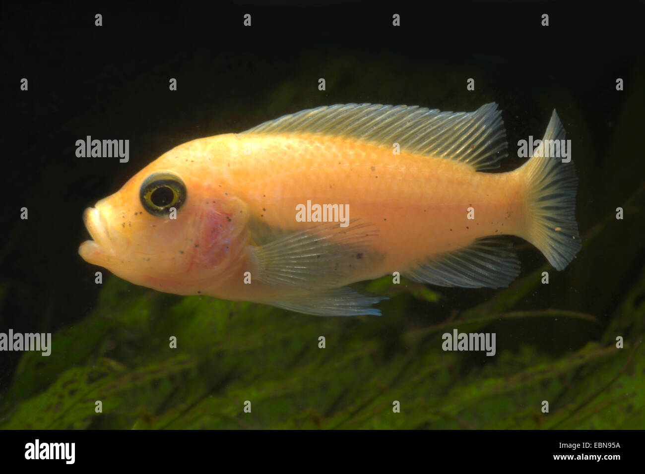 Malawi Cichlid (Maylandia pyrsonotos), swimming Stock Photo