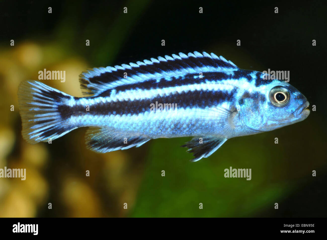 Malawi cichlid (Melanochromis maingano), swimming Stock Photo