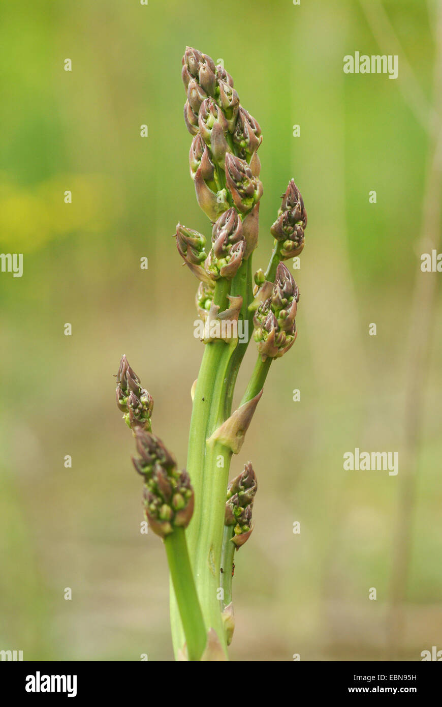 Garden Asparagus, Sparrow Gras, Wild Asparagus (Asparagus officinalis), young inflorescence, Germany Stock Photo