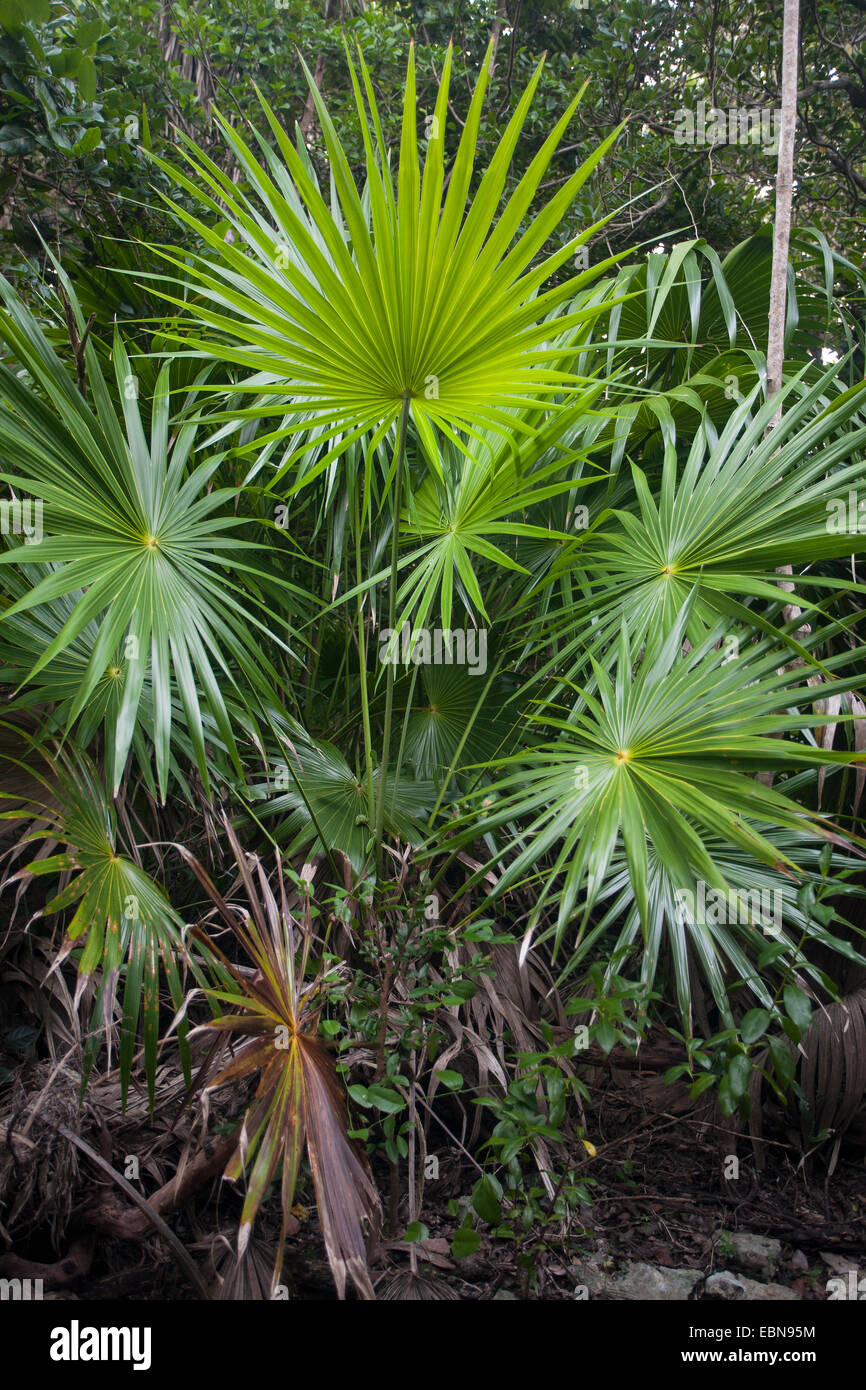 FLORIDA THATCH PALM (Thrinax radiata) Curry Hammock State Park, Florida, USA. Stock Photo