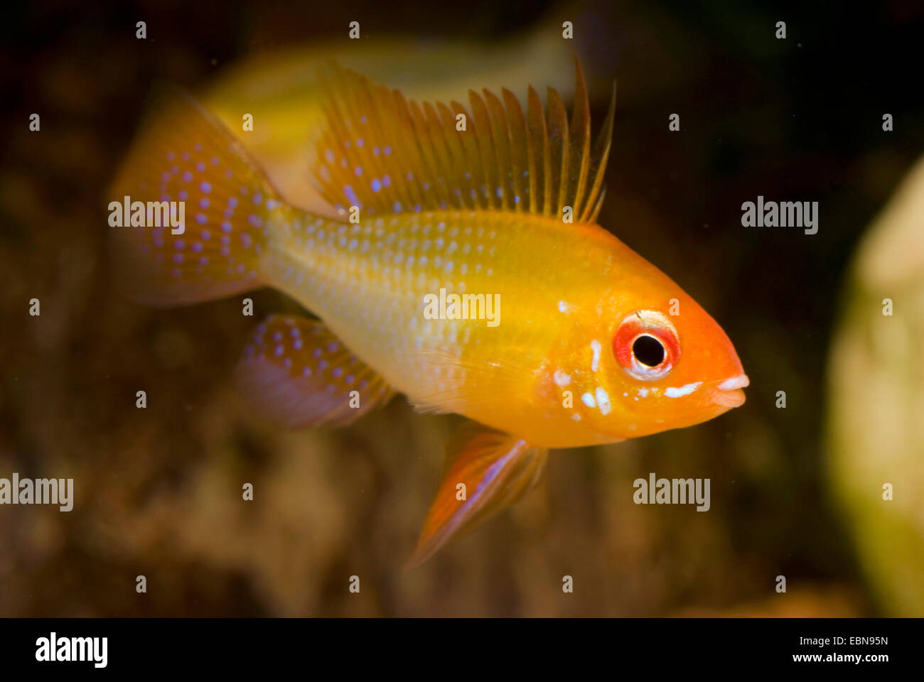 South American butterfly dwarf Cichlid (Mikrogeophagus ramirezi), breed gold Stock Photo