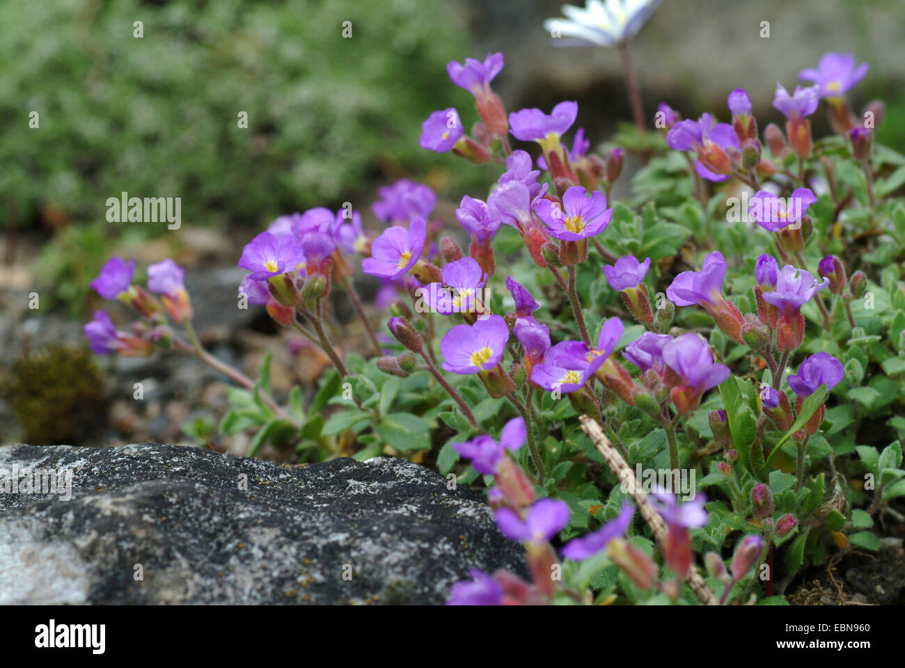 Aubrieta (Aubrieta kotschyi), blooming Stock Photo