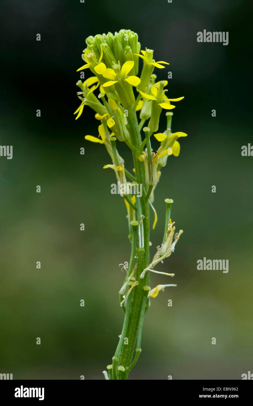 Small-flowered winter-cress (Barbarea stricta), inflorescence, Germany Stock Photo