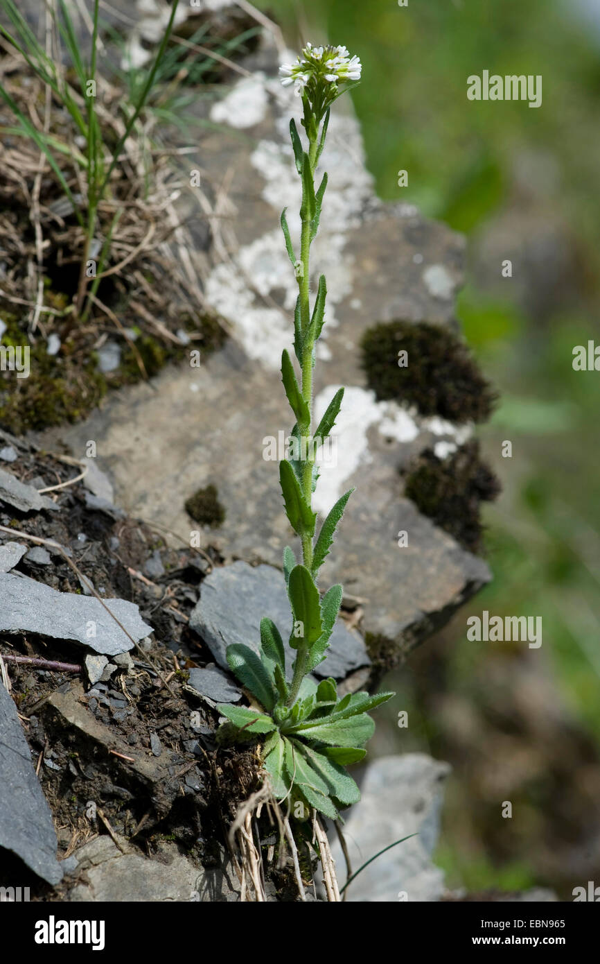 Hairy rock-cress (Arabis hirsuta), blooming in a rock wall, Germany Stock Photo