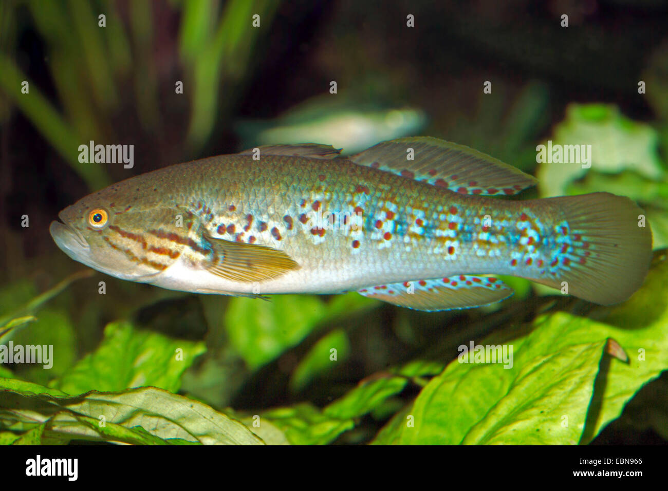 Northern trout gudgeon, Purple striped Gudgeon (Mogurnda mogurnda), swimming Stock Photo