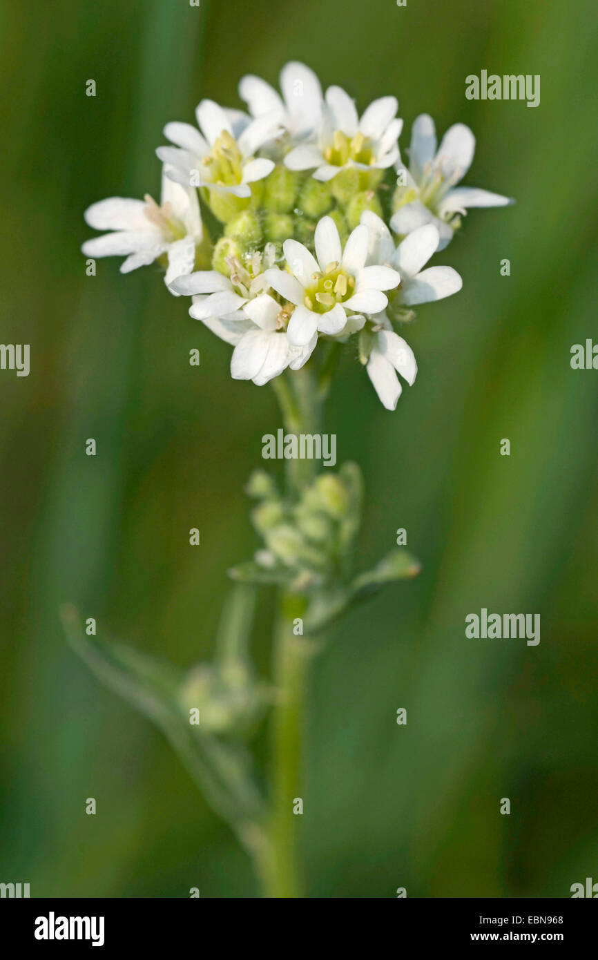 Hoary alyssum hi-res stock photography and images - Alamy