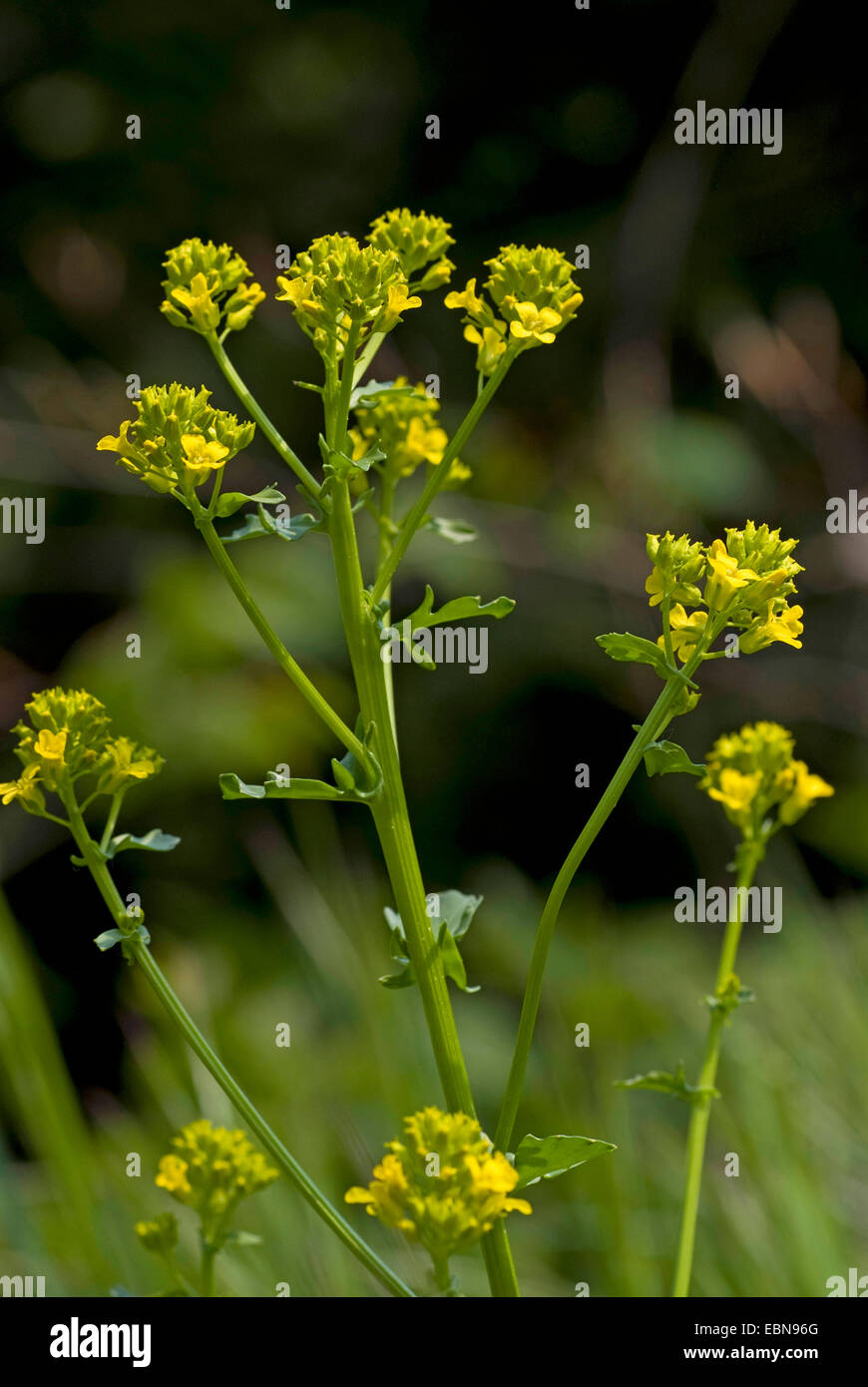 Winter-cress, Common wintercress, Garden yellow rocket (Barbarea vulgaris), inflorescence, Switzerland Stock Photo