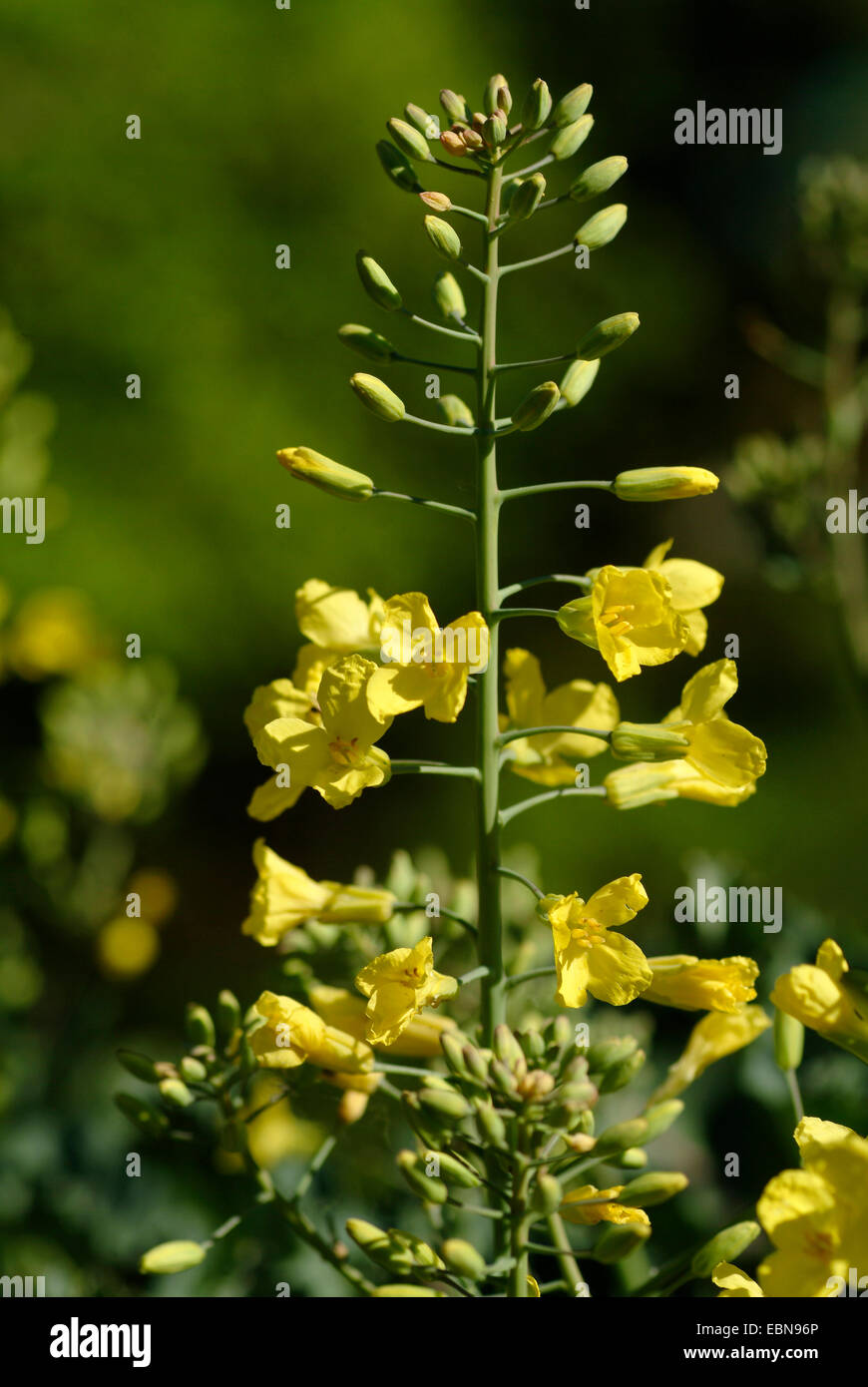 Wild Cabbage (Brassica oleracea), inflorescence Stock Photo