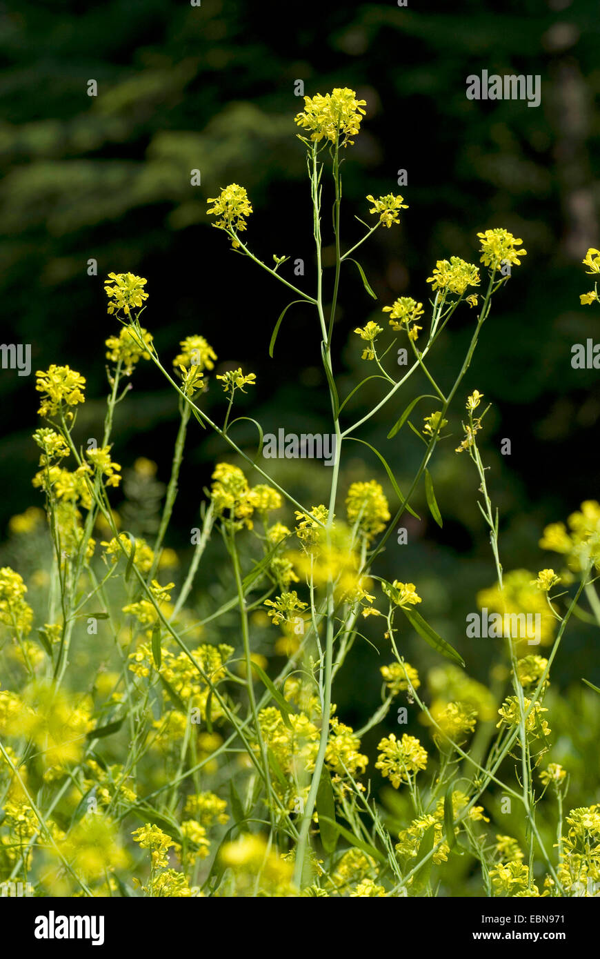 black mustard (Brassica nigra), blooming, Germany Stock Photo Alamy