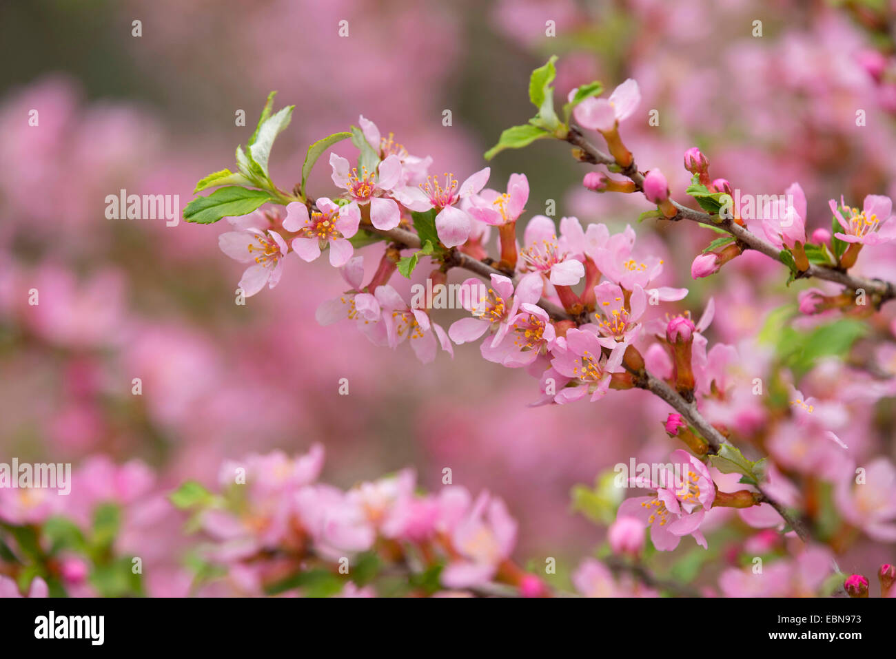 Ornamental cherry tree (Prunus spec.), blooming branch Stock Photo Alamy