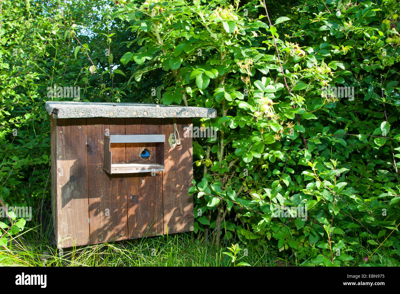 nesting-box for bumble-bee, Germany Stock Photo