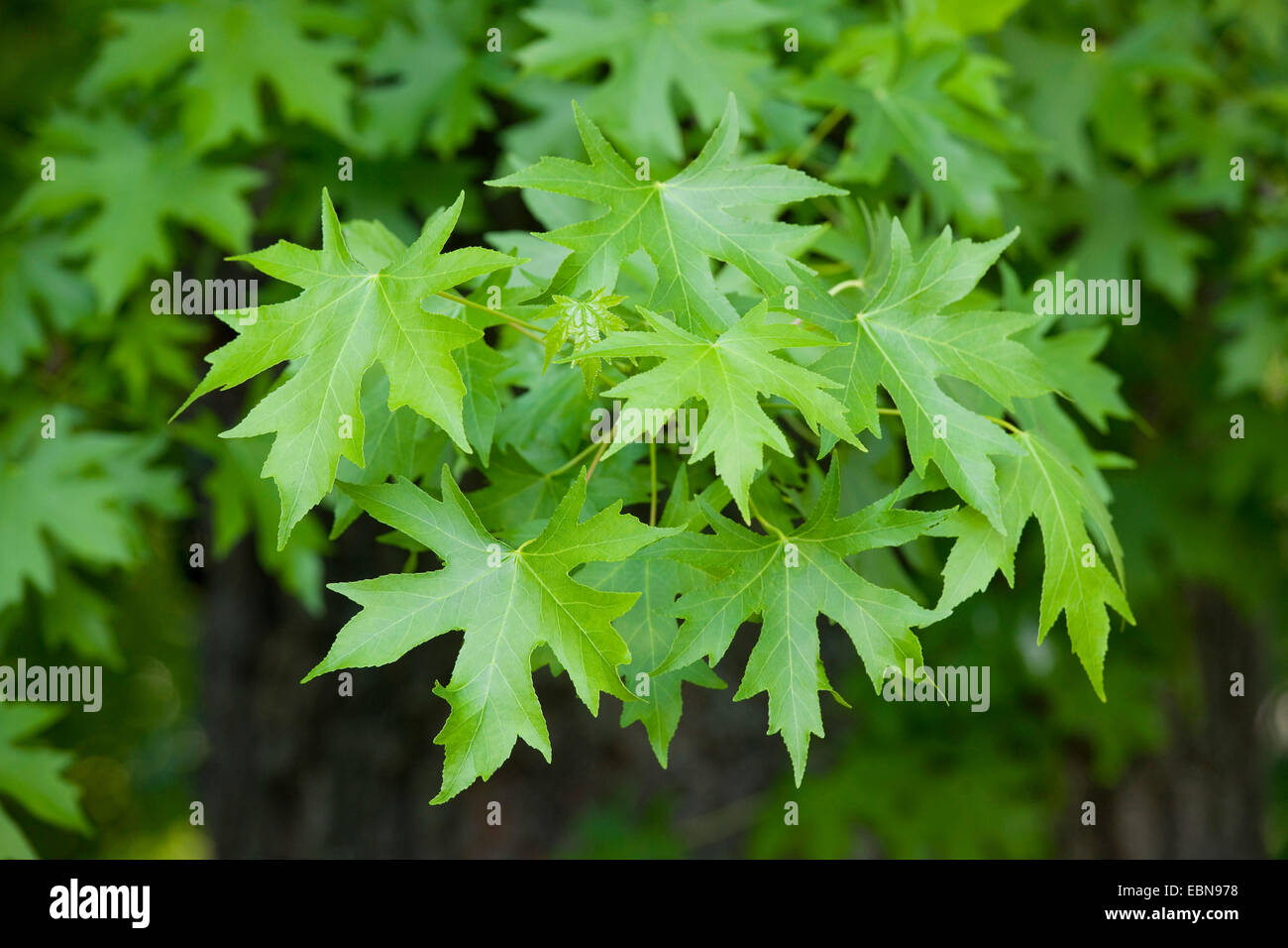silver maple, white maple, bird's eye maple (Acer saccharinum), leaves