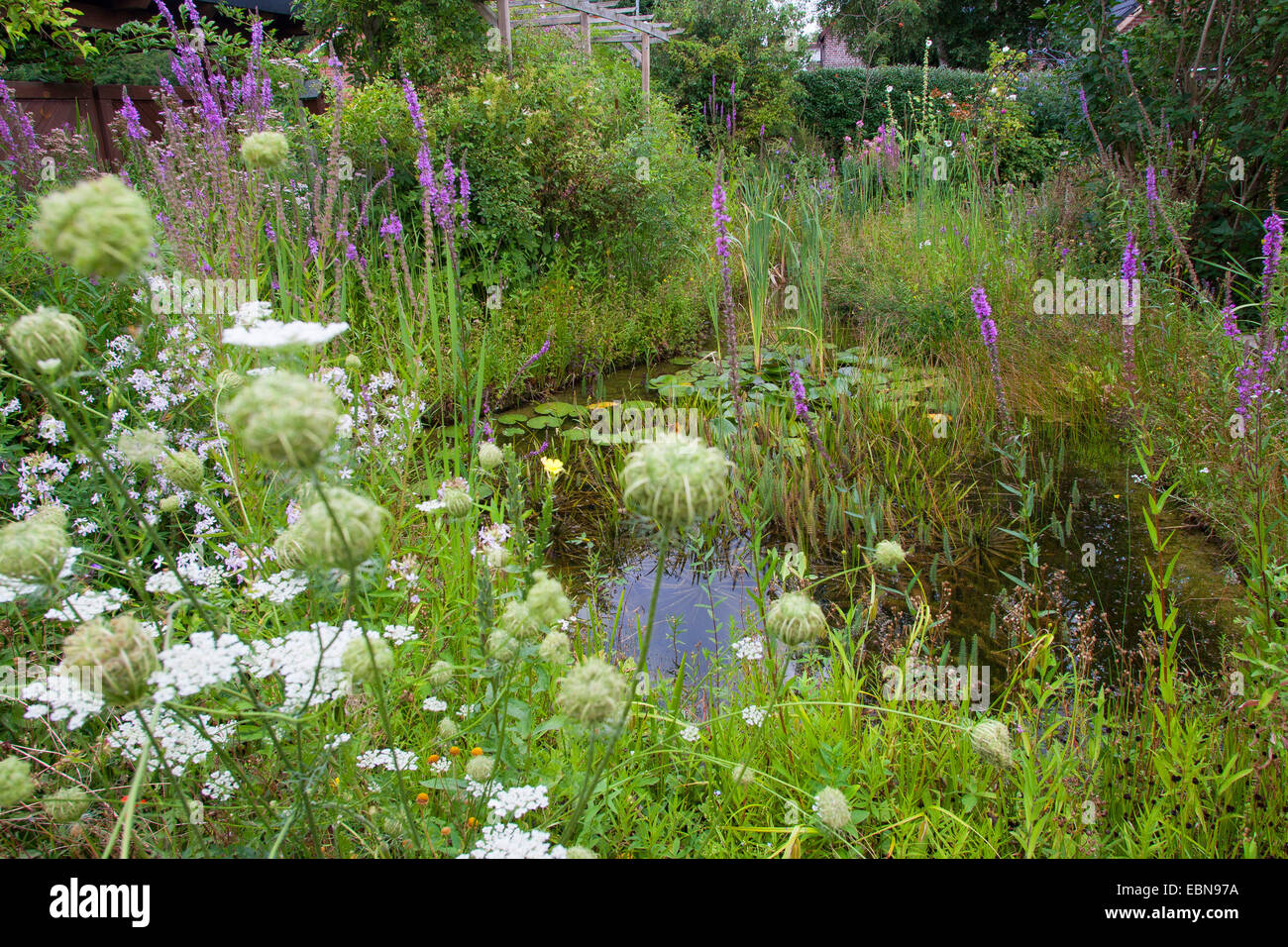 pool in a natural garden, Germany Stock Photo
