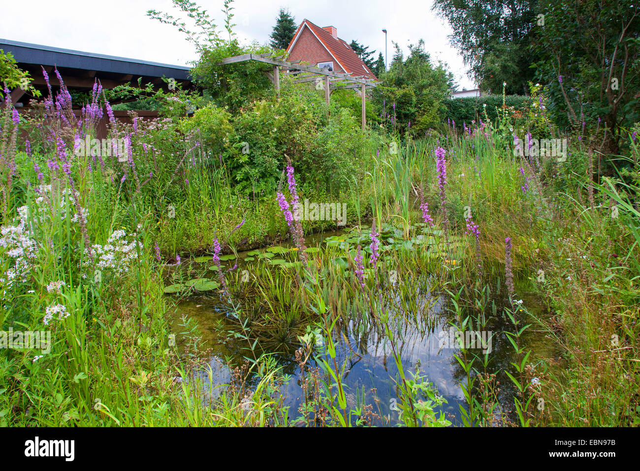 pool in a natural garden, Germany Stock Photo