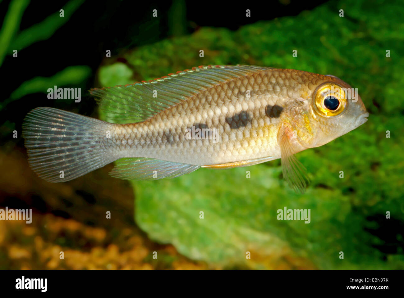 Punctu Crenicara (Crenicara punctulata), swimming Stock Photo