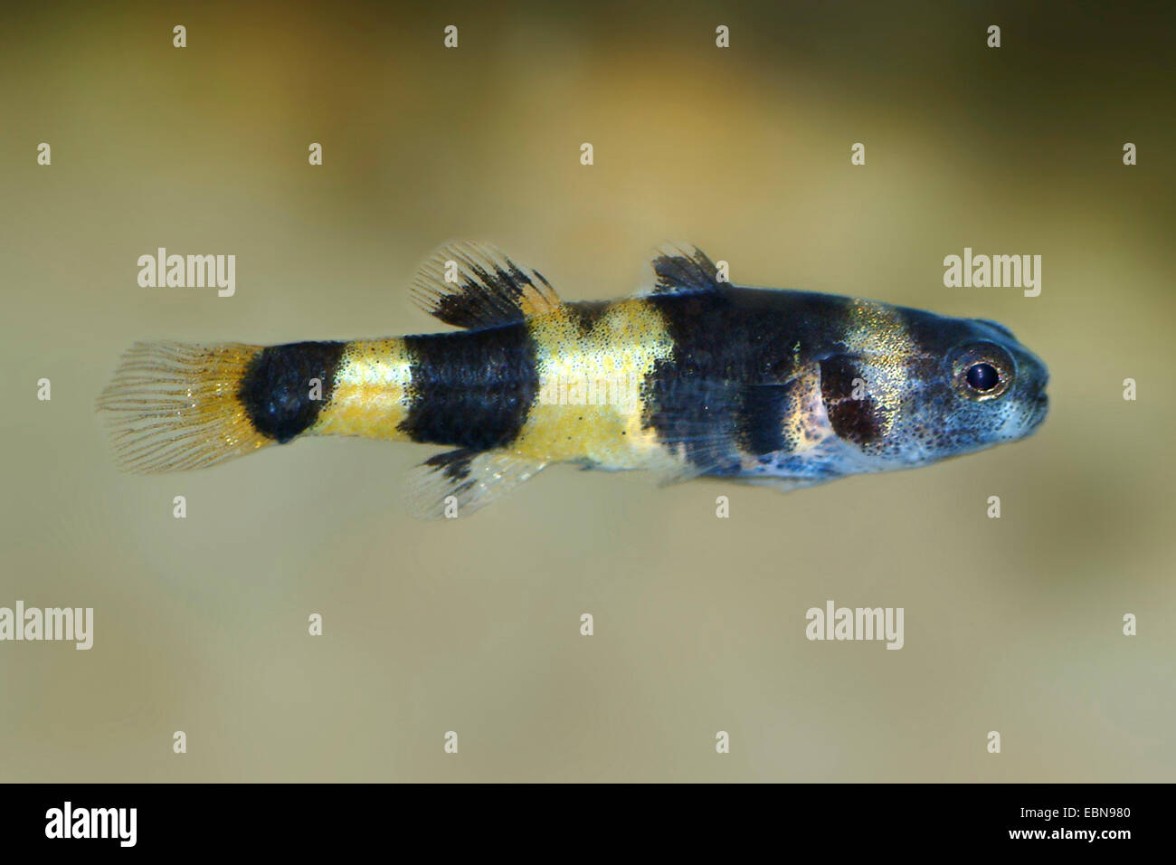 Bumblebee fish, Bumblebee goby (Brachygobius xanthozona), swimming Stock Photo