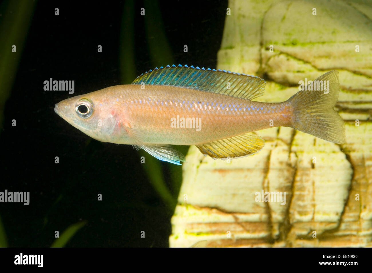 Slender Cichlid (Cyprichromis leptosoma), swimming Stock Photo