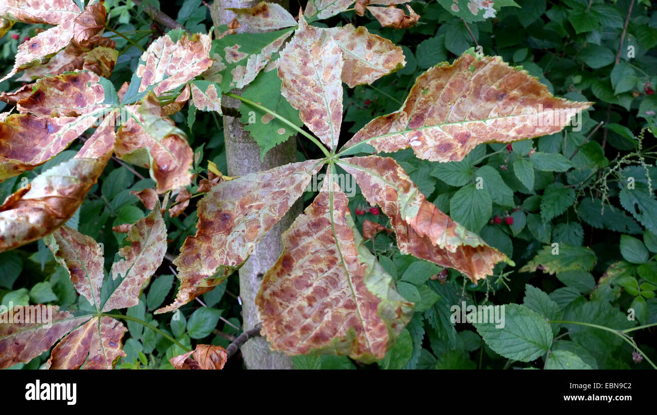horse chestnut leafminer (Cameraria ohridella), damaged leaves on common horse chestnut, Germany Stock Photo