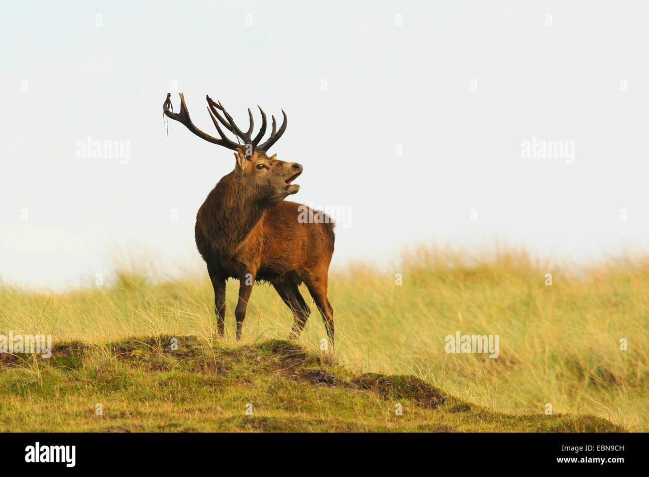 red deer (Cervus elaphus), roaring stag in a meadow, United Kingdom, Scotland, Isle of Rum, Kilmory Stock Photo